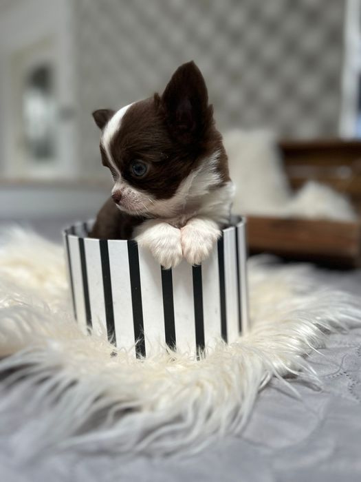 Piękna suczka Chihuahua