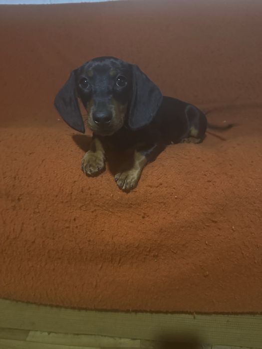 Продам щиня Такси