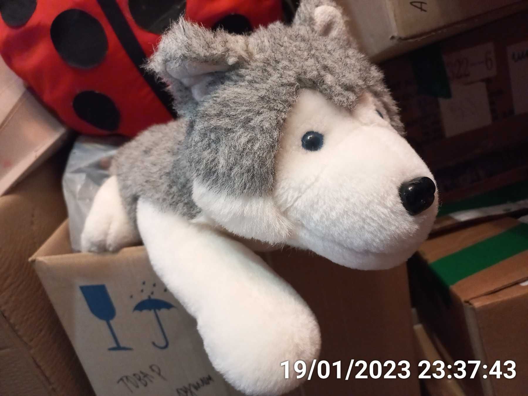 мягкая игрушка собака порода хаски голубые глаза  бело серый качество