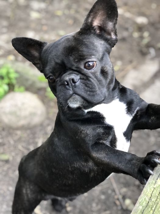 Buldog Francuski ALDONA cudna juz gotowa do zmiany domu