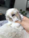 Mini lop karzełek Teddy hodowla zarejestrowana