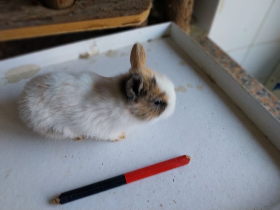 Coelhos anões angorá