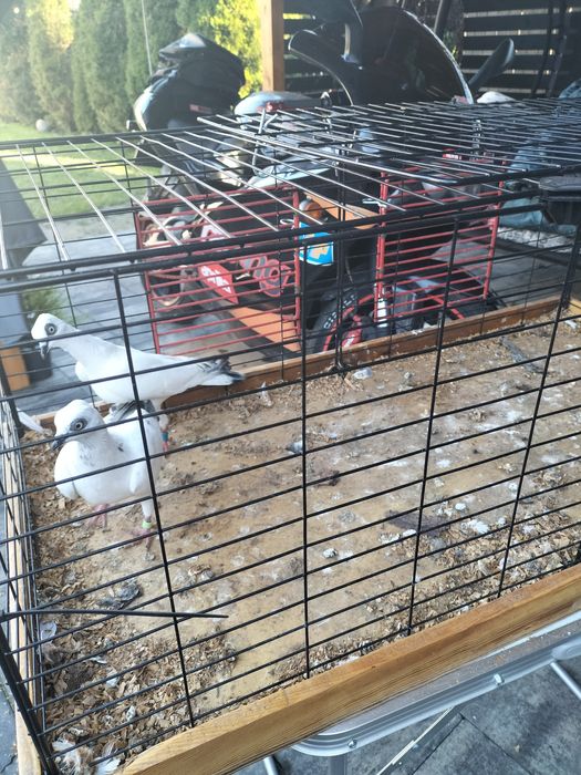 Gołąbki ozdobne wiedeńskie bociany budapesztanskie wudynki 50zł szt