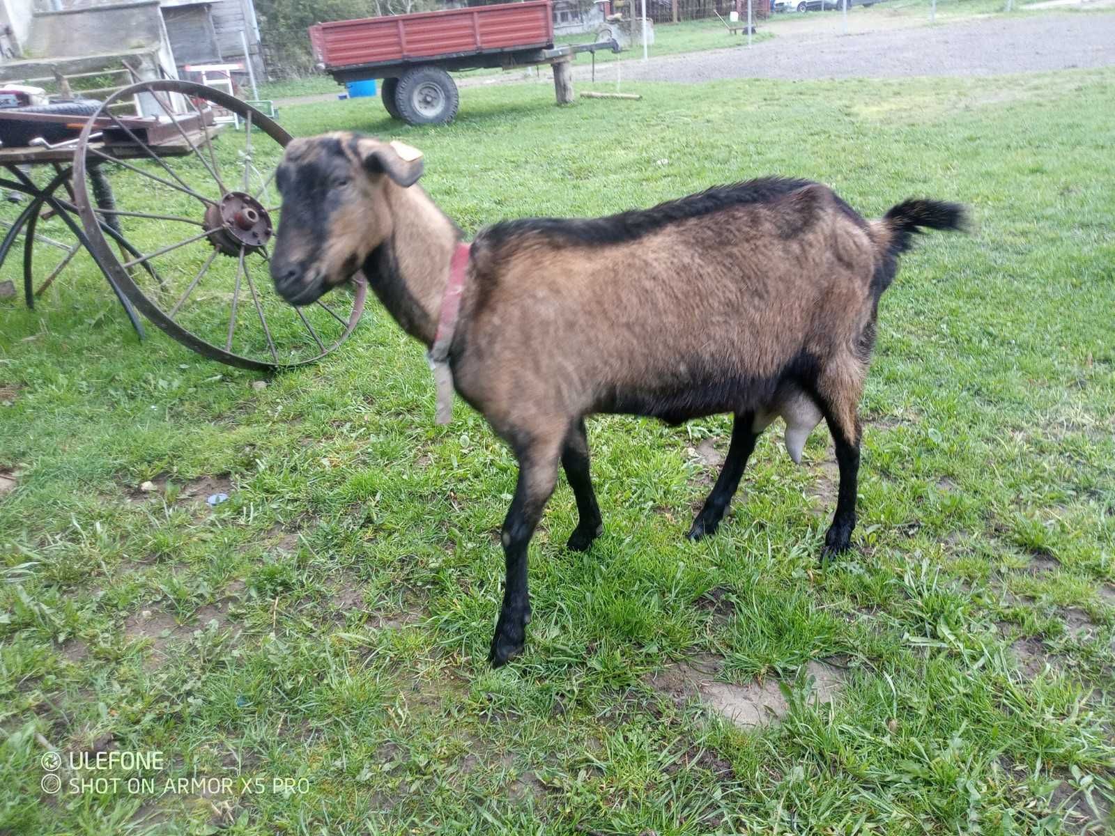 Koza z mlekiem genetycznie bezrożna