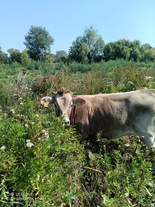 Продам нетелів.        .