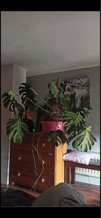 Monstera Deliciosa, Duża, Dziurawa, Roślina doniczkowa,