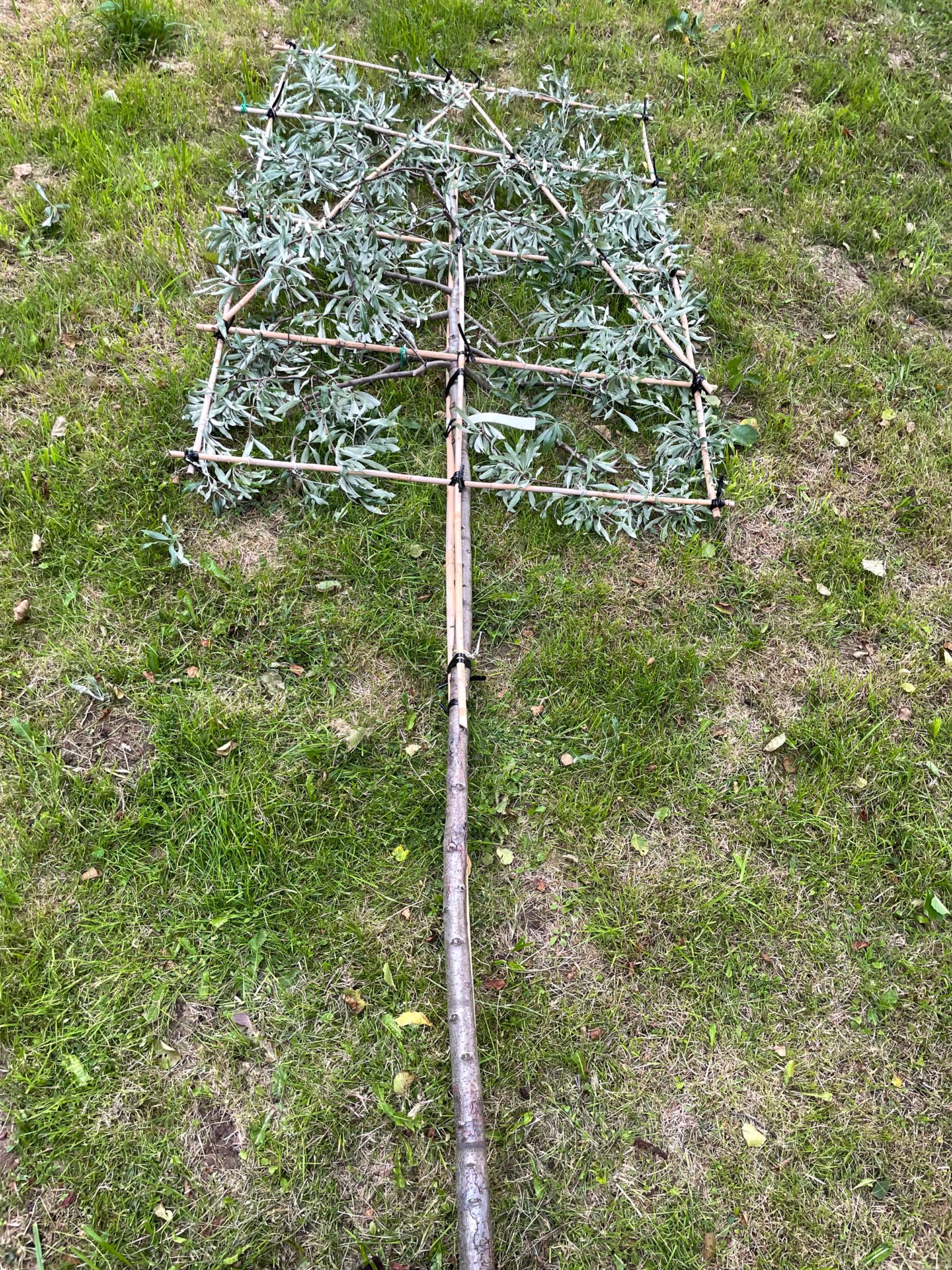 Drzewa formowane i różne .