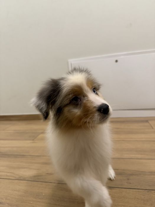 Owczarek australisjki FCI- pies gotowy do nowego domu