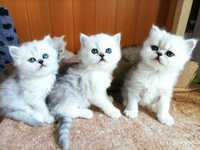 Серебристые девочки шиншиллы белые страйт хайленд британские котята