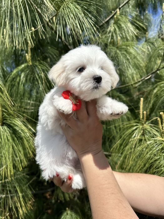 Малишка Мальтезе  міні