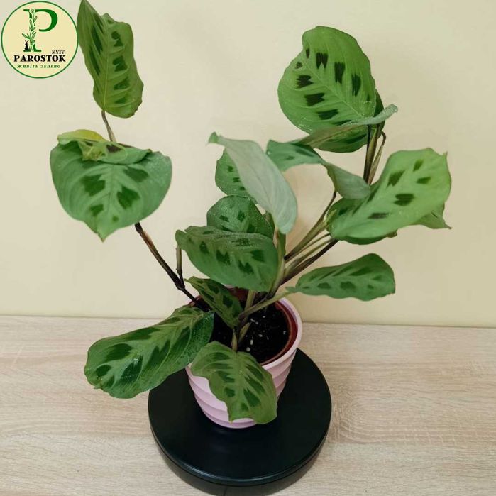 Маранта. Леуконеура Лемон Лайм. Б’юті Кім. Керховена. Тріколор.