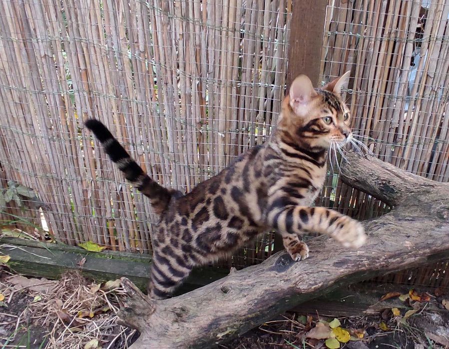 Чистокровний бенгальський хлопчик