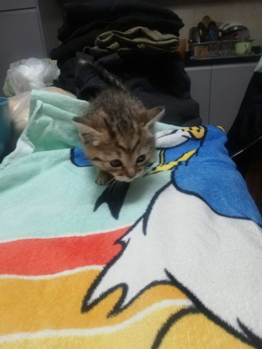 Dá-se gatinhos bebes