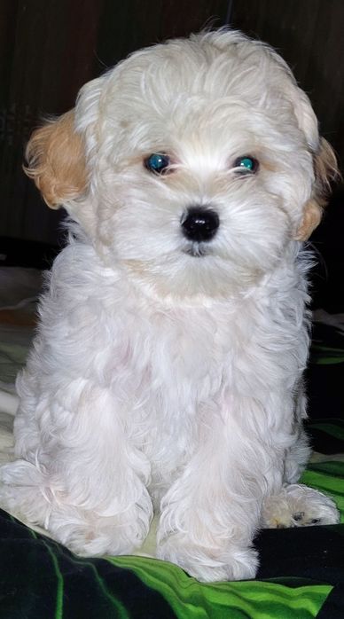 Девочки мальтипу ф1.