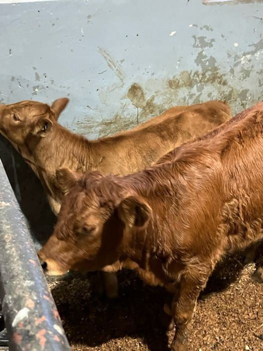 Jalowki byczki mięsne limousine angus simental