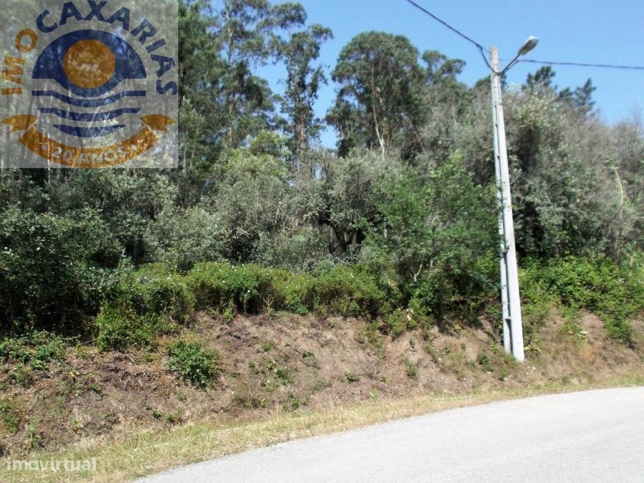 Terreno de oliveiras e pinhal.