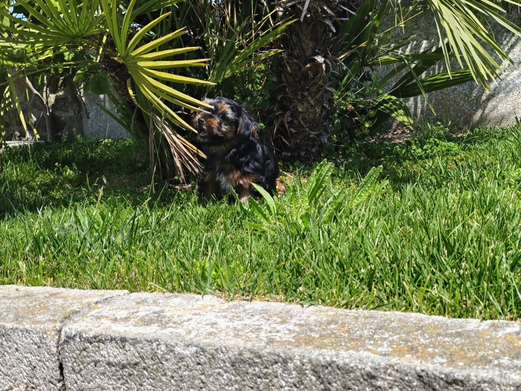 Yorkshire Terrier machinho