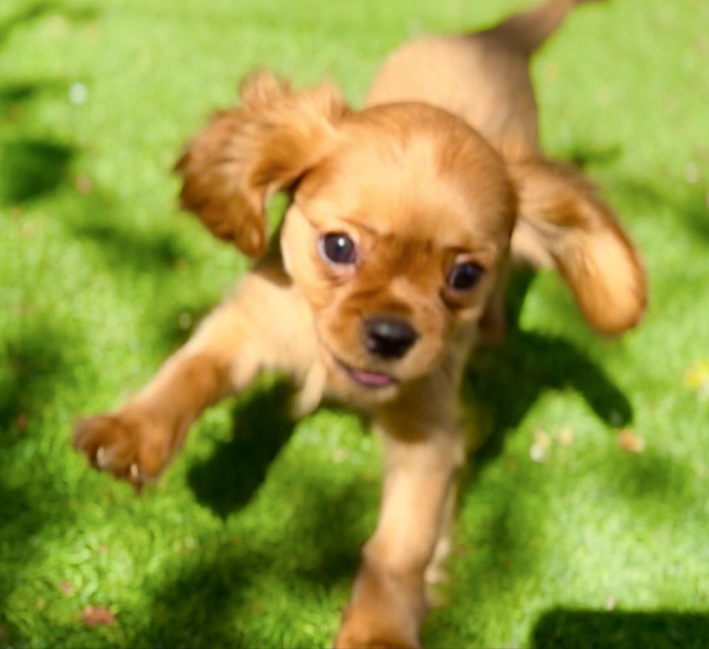 Cavalier King Charles Spaniel- Szczenię rodow.ZKwP(FCI)-do ODBIORU