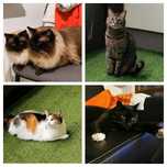 Opieka nad zwierzętami | petsitting Warszawa