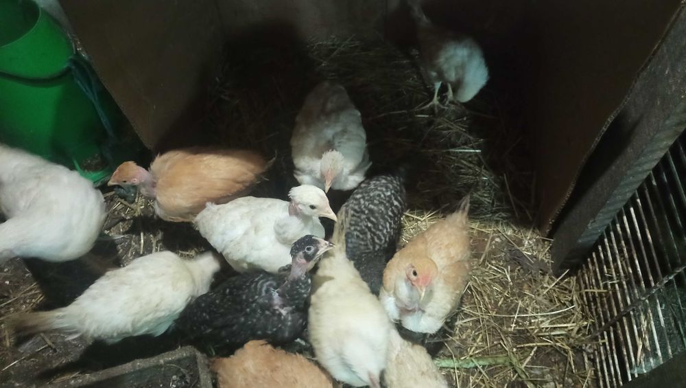 Galinhas - bando de aves jovens, pedrês e branca portuguesa