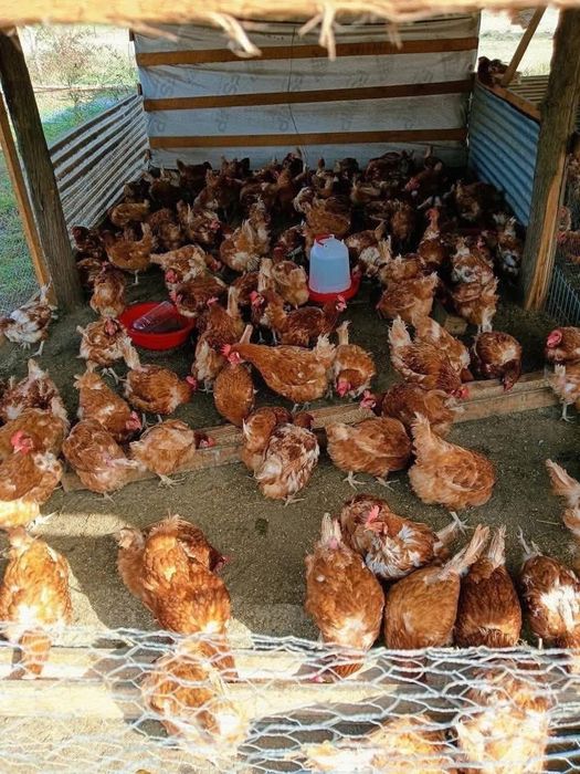 Galinhas poedeiras e ovos caseiros