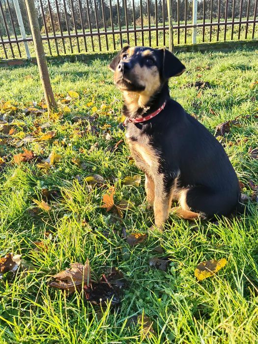 Pola  szczeniaka szuka domu