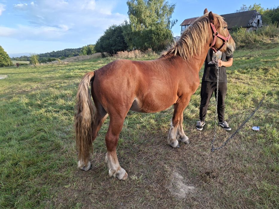 Sprzedam ogierka zimnokrwistego