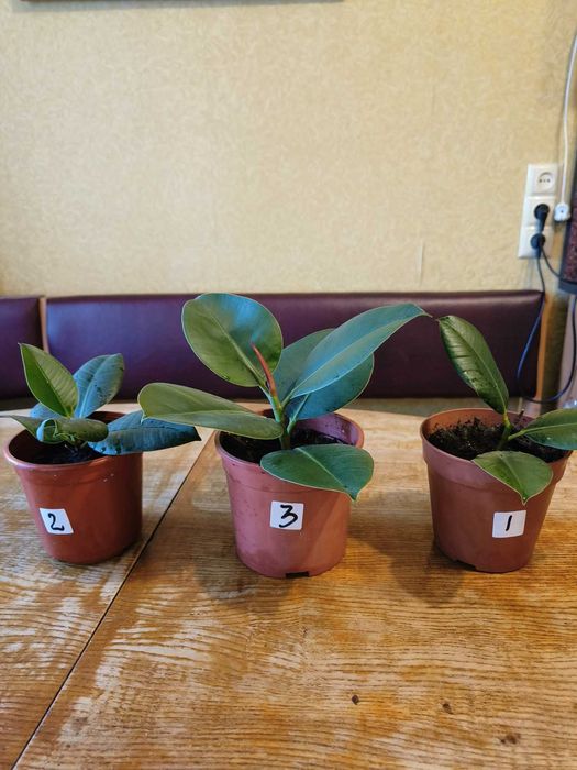 Фікус  каучуконосний