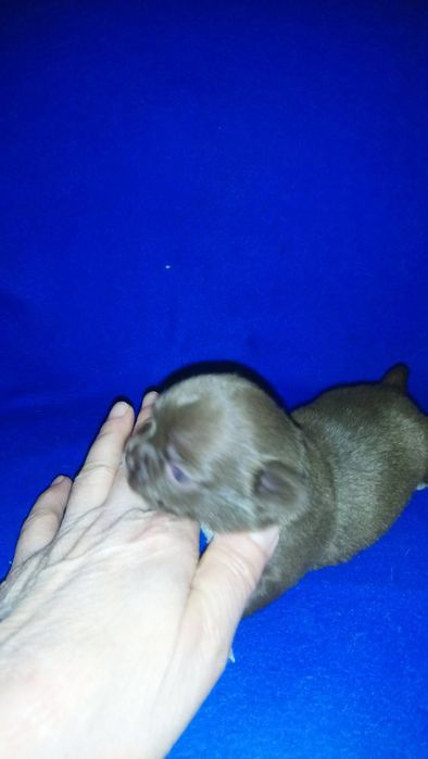 Голубого окраса мальчик. Вязка.