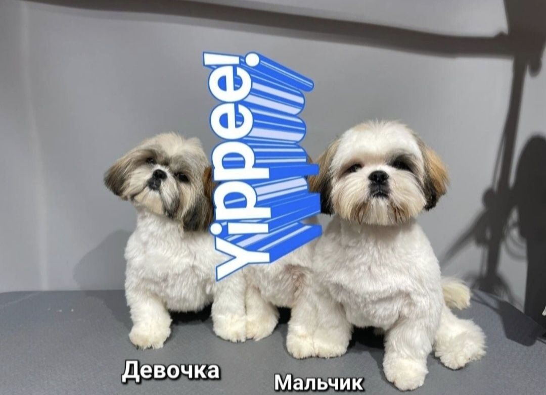Продам ши-тцу, есть девочка и мальчик