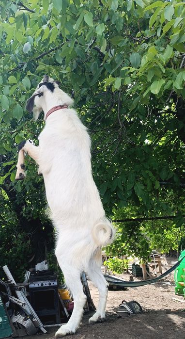 Породний цап для осемінніння,случкі, в'язки.