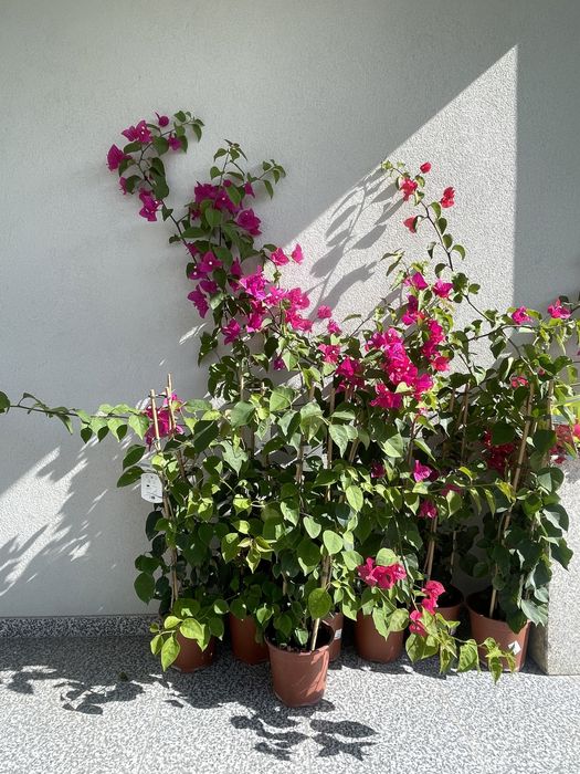 Planta Bougainvillea