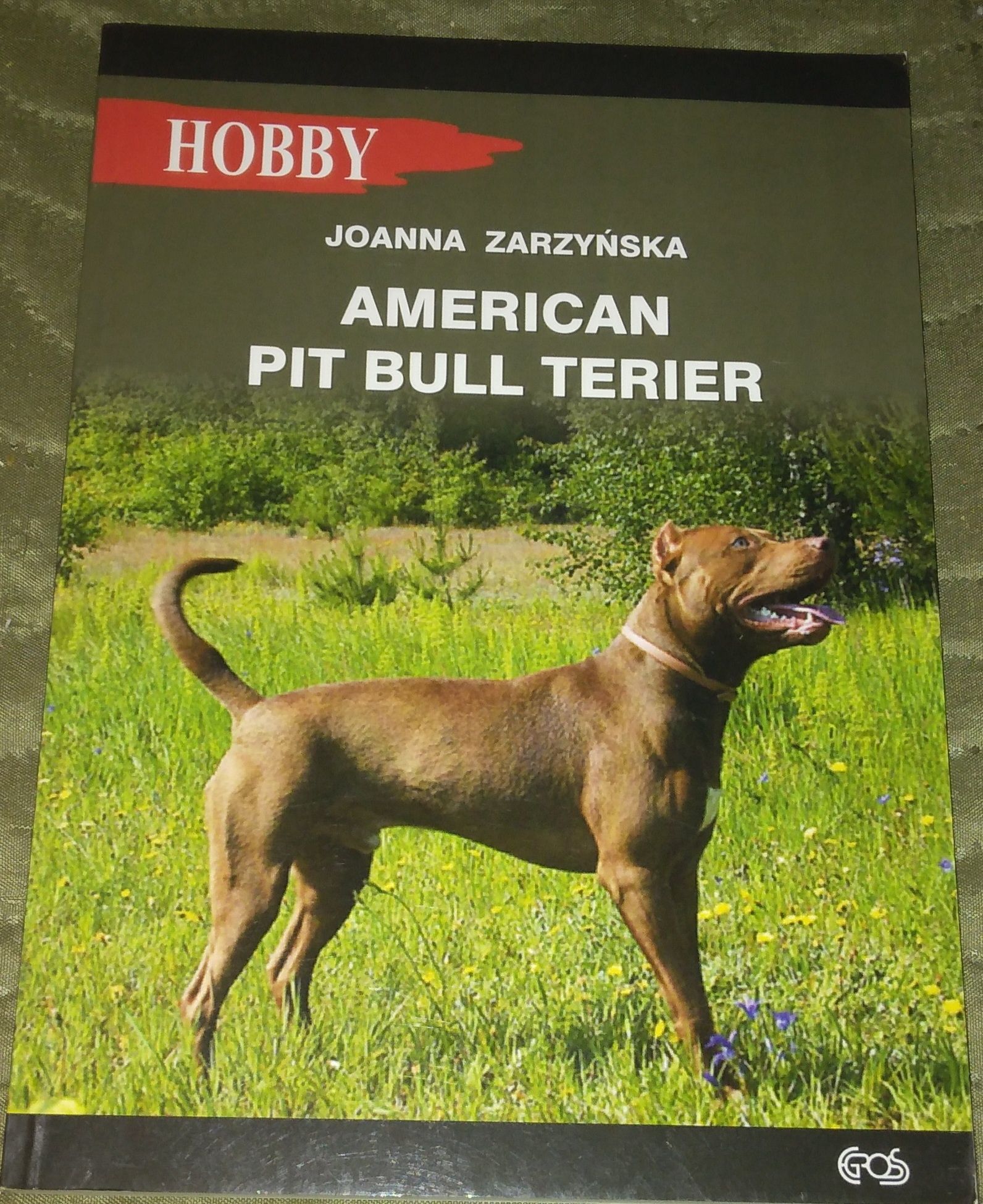 American Pit Bull Terier - Joanna Zarzycka