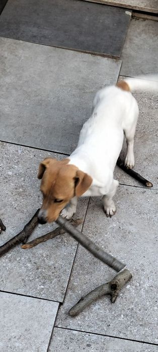 Мега собака Джек Рассел для МИСЛИВСТВА