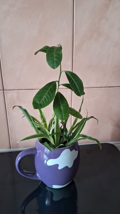 Мандарин +хлорофітум
