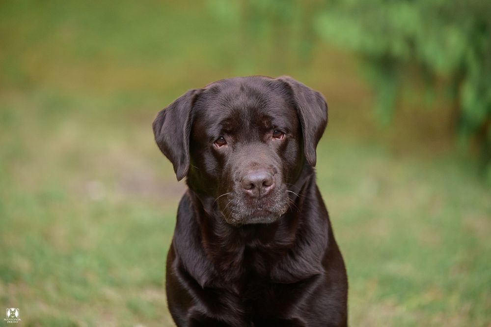 Титулованный, крепкий, красивый шоколадный лабрадор!
