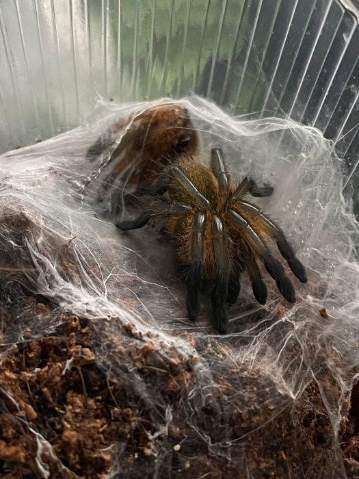 Ptasznik Harpactira pulchripes L6