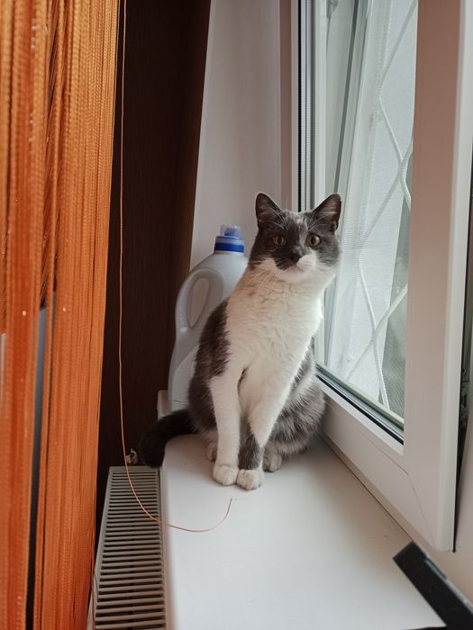 Стерильна кішечка в добрі руки