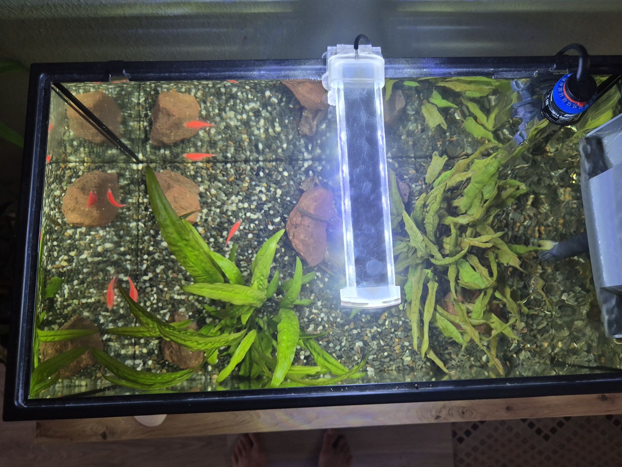 Aquário 60 L Completo