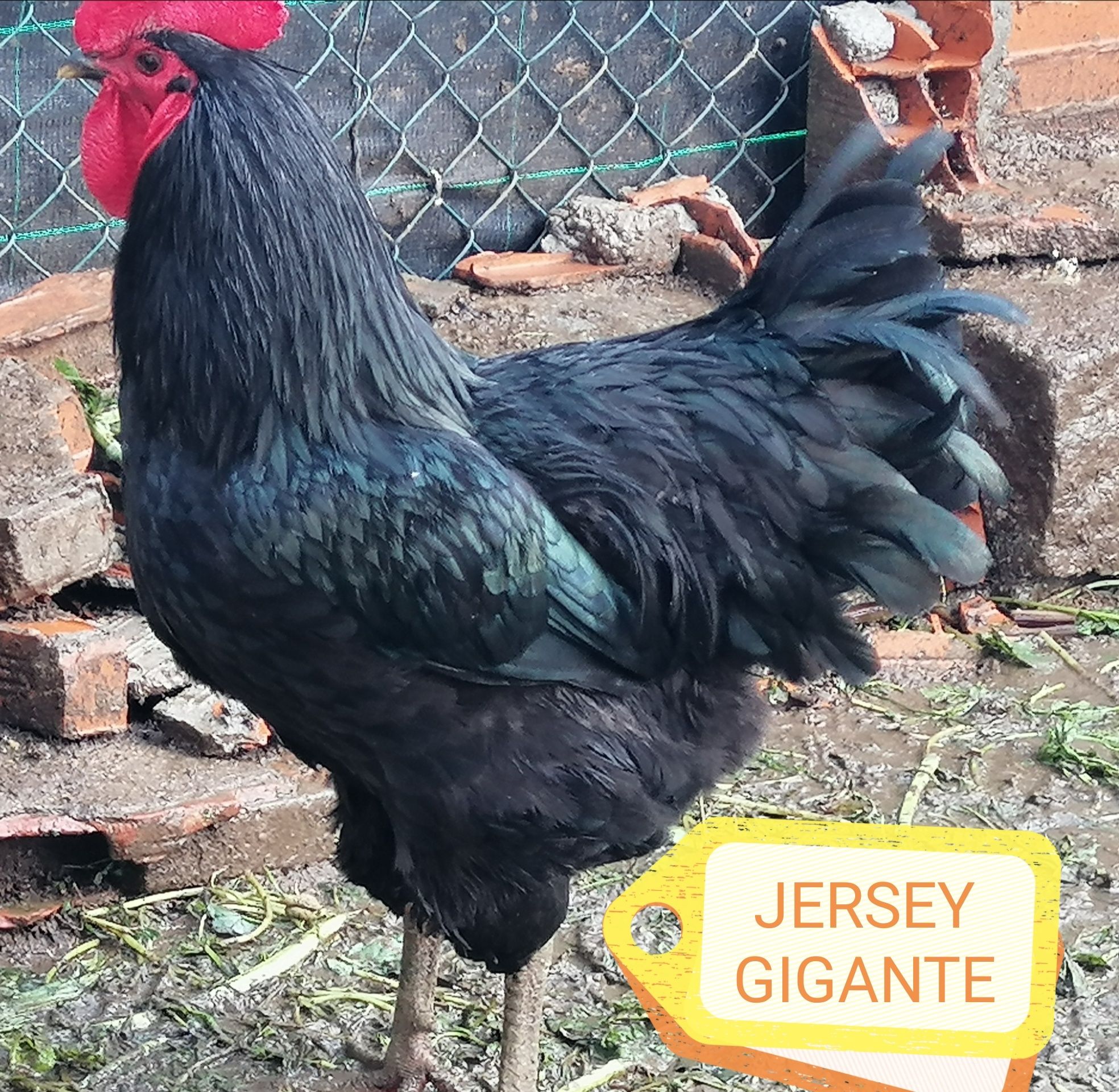 Pintos: Marans, Wyandotte, Jersey, Rhode Malines, Austral., Sulmtaler