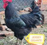 Pintos e Ovos: Jersey Gigante, Rhode Island Red, Malines, Sulmtaler