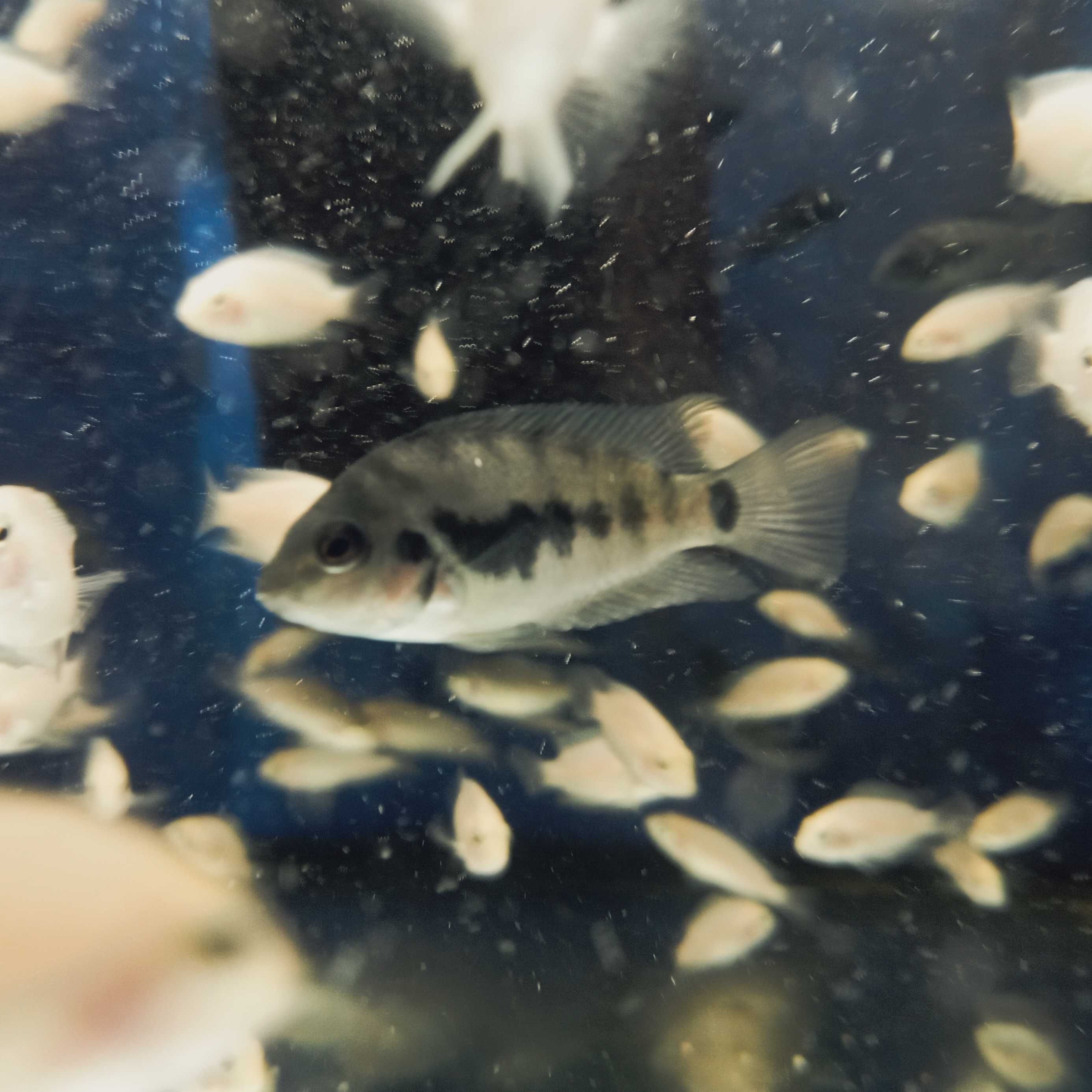 Pielęgnica zebra albino (Amatitlania nigrofasciata) 4-6cm