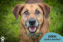 OTOZ TCZEW - DŻEKI - szuka domu!