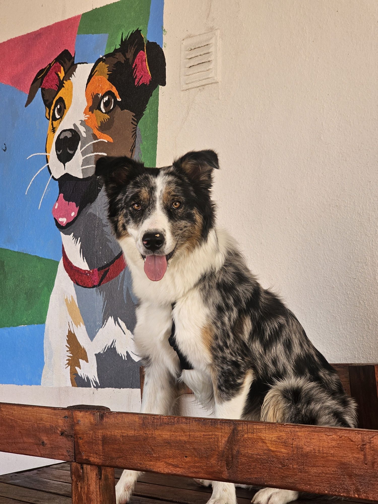 Hospedagens Familiares/Petsitting