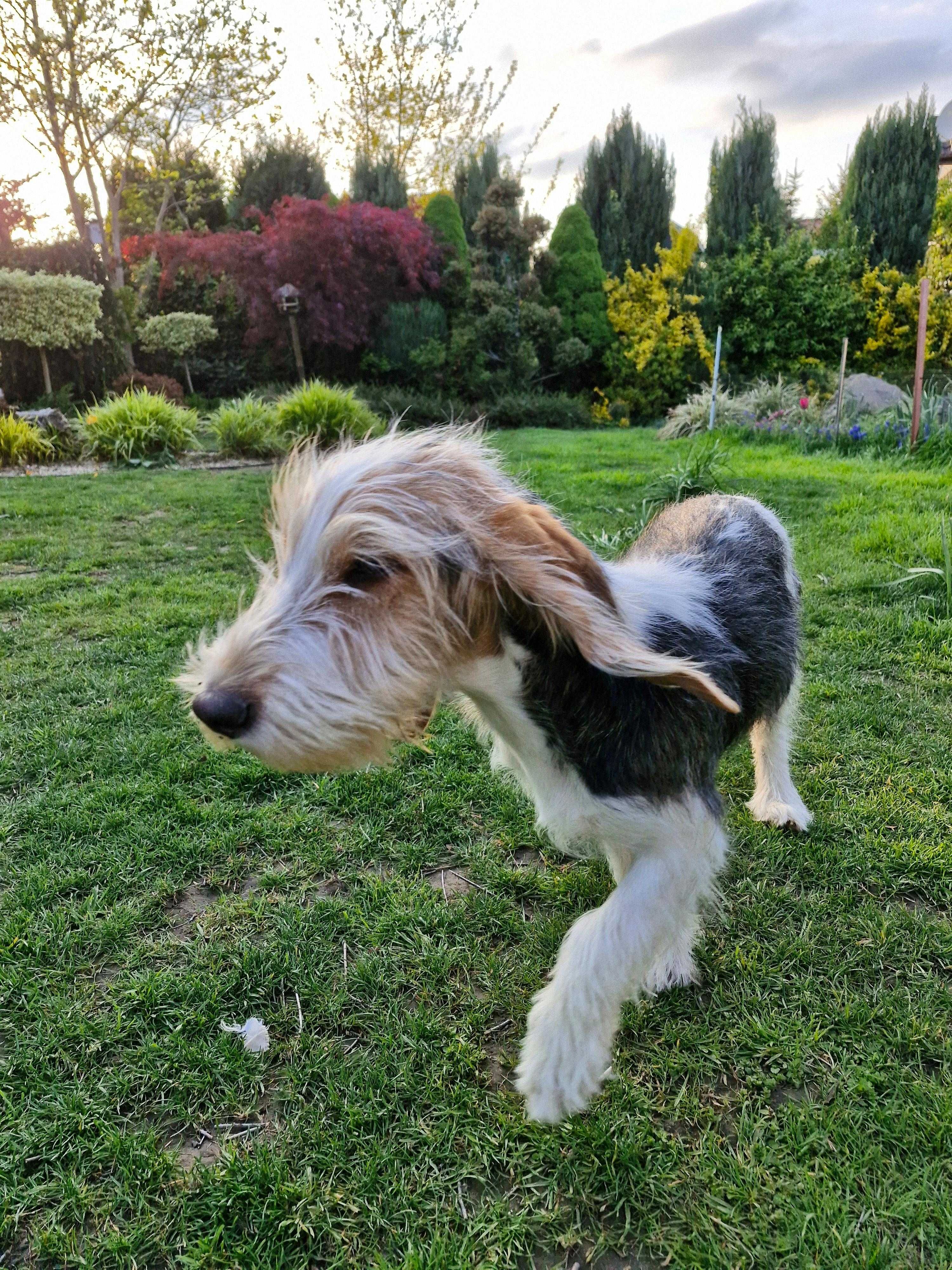 GRAND BASSET Griffon Vendeen szczeniak dziewczynka (FCI ZKwP)