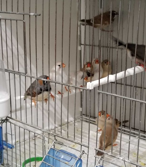 Passarinhos Mandarins Gigantes e exóticos