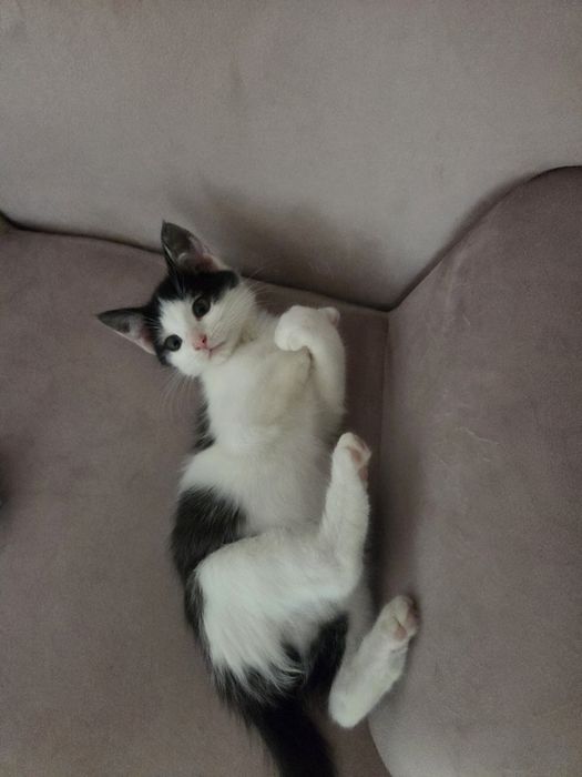 Kot kociczka kotka kociak