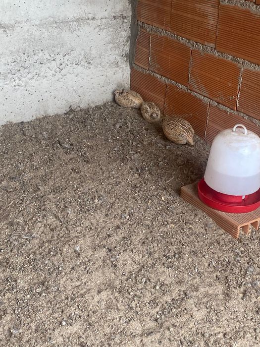 Codornizes 3 fêmeas 1 macho