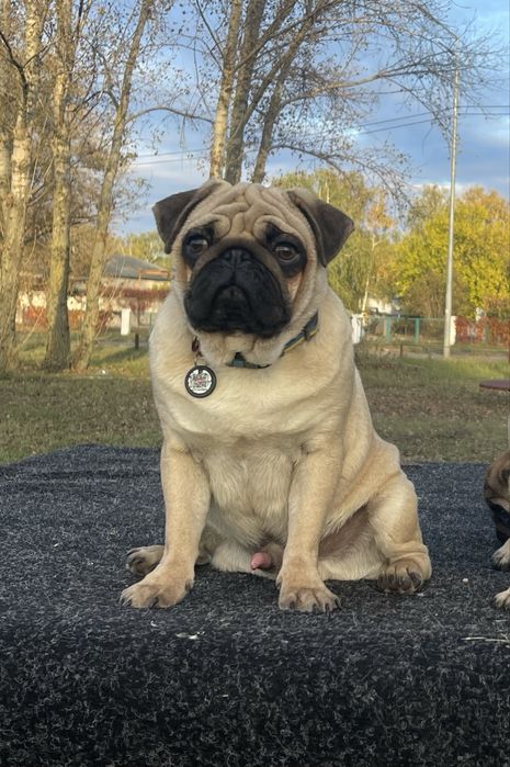 Мопс цуценя хлопчик КСУ, чіпований, привитий ціну знижено
