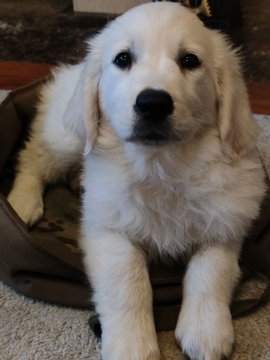 Golden Retriever suczka